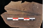 Foto (Detailansicht) von Pinus posttaedaeformis Ettingshausen (NHMW-GEO-2024-0188-0275)